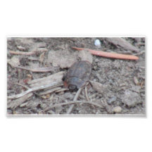 Kooskooskia Idaho Insects Arachnids Spiders Photograph