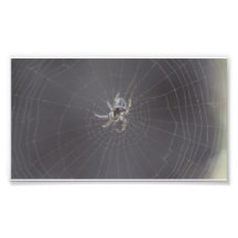 Kooskooskia Idaho Insects Arachnids Spiders Photograph