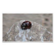 Kooskooskia Idaho Insects Arachnids Spiders Photo Art