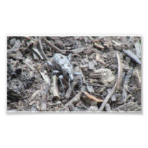 Kooskooskia Idaho Insects Arachnids Spiders Photograph