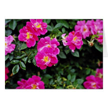 Kordesii Rose 'William Baffin' Yellow flowers Greeting Card