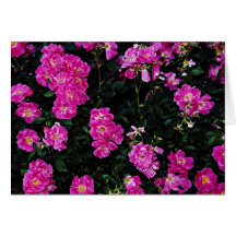 Kordesii Rose 'William Baffin' Yellow flowers Cards