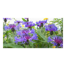 Kornblumen Foto Karte