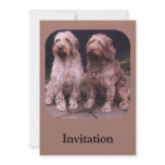 Korthals Griffon - presenting Tsjip and Sarah invitations