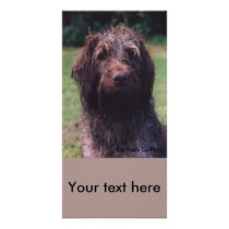 Korthals Griffon Sarah portrait Photo Cards