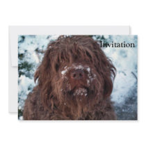 Korthals Griffon - Snowy Sarah Custom Invites