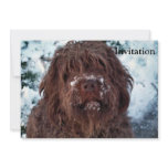 Korthals Griffon - Snowy Sarah invitations