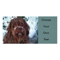 Korthals Griffon - Snowy Sarah Picture Card