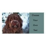 Korthals Griffon - Snowy Sarah photo cards