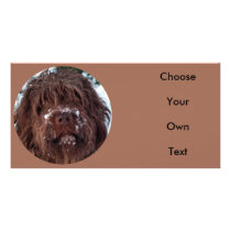 Korthals Griffon - Snowy Sarah Custom Photo Card