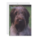 Korthals Griffon - Tsjip portrait invitations