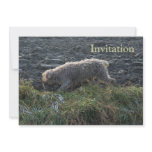 Korthals Griffon - Tsjip roaming the land invitations