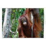 Krista Orangutan animal cards