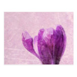 Krokus Postkarte