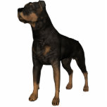 KRW Rottweiler photo sculptures