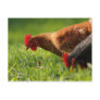 Kua & Friends Postcard