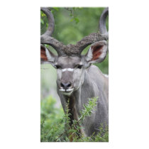 Kudu Face Custom Photo Card