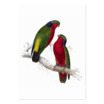Kuhl’s Parrakeet by Edward Lear Business Card Templates