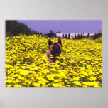 Kuma the Akita posters
