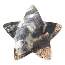 Kunekune Pig Stickers