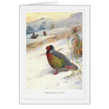 Kuser's Blood Partridge; Greeting Cards
