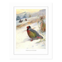 Kuser's Blood Partridge Postcard