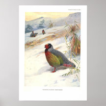Kuser's Blood Partridge Print