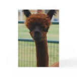 Kuzco Alpaca Greeting Card
