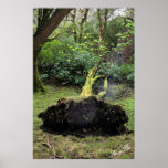 Kylemore Abbey, Ireland Poster