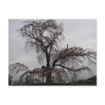 Kyoto Sakura Tree, Japan postcards