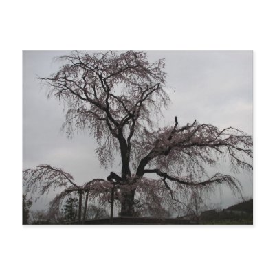 Kyoto Sakura Tree, Japan Post Card by dreamrains