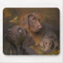 Lab In Autumn Mousepad