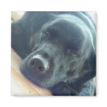Lab sleeping magnet