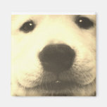 Labbie magnet