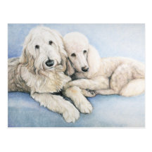 Labradoodle and Standard Poodle Dog Art Postcard