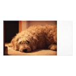 Labradoodle Dog looking sad photo cards
