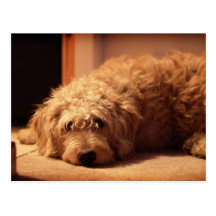 Labradoodle Dog looking sad Post Cards