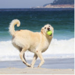 Labradoodle Happy Day on the Beach Photo Cut Out