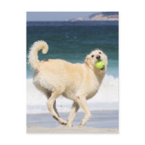 Labradoodle Happy Day on the Beach Post Card