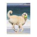 Labradoodle - Marilyn Monroe of the Beach postcards