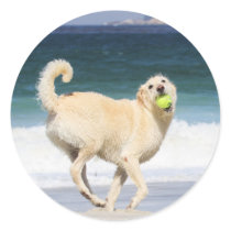 Labradoodle - Marilyn Monroe of the Beach
