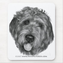 Labradoodle