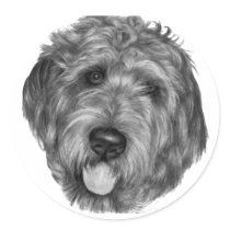Labradoodle