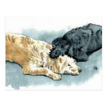 Labradoodles in Love Postcard