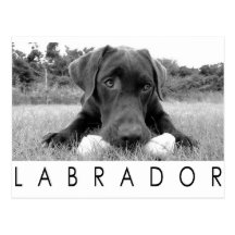 Labrador B&W Post Cards