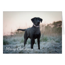 Labrador - Black Card