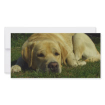 Labrador chilling in the green grass