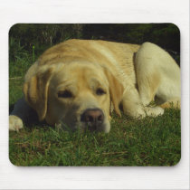 Labrador chilling on grass