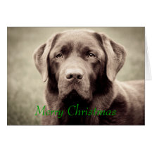 Labrador - Chocolate Greeting Cards