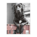 Labrador Dog Postcard